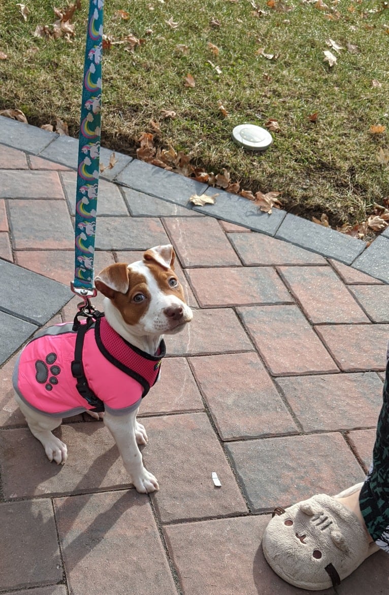 Lolita, an American Pit Bull Terrier and Australian Cattle Dog mix tested with EmbarkVet.com