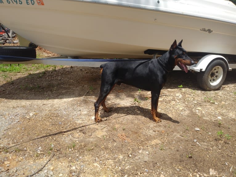 Gunner, a Doberman Pinscher tested with EmbarkVet.com