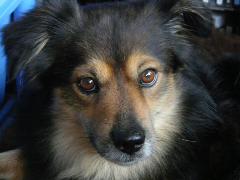 Leon, an European Village Dog tested with EmbarkVet.com