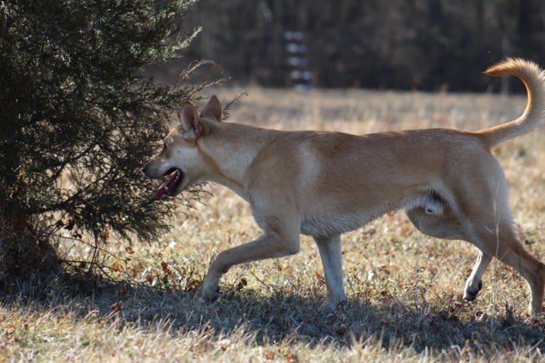 Bones, a Carolina Dog tested with EmbarkVet.com