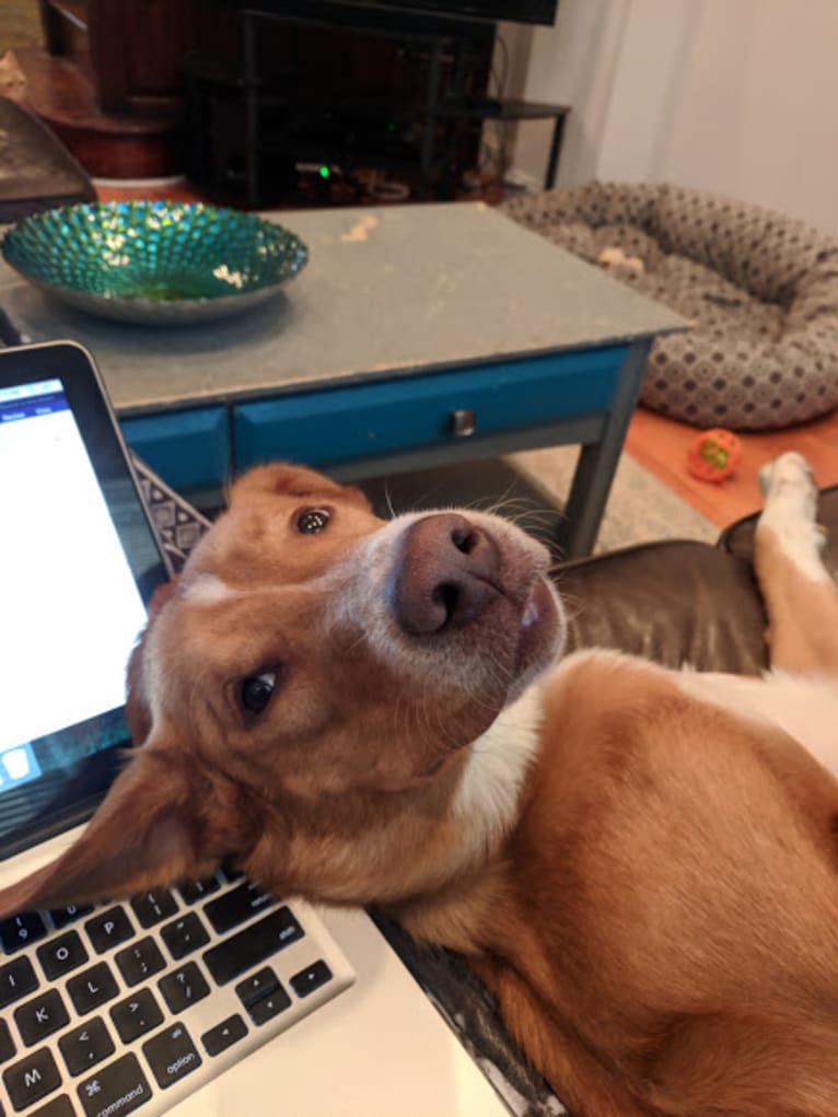 Yogi, a Labrador Retriever and Collie mix tested with EmbarkVet.com