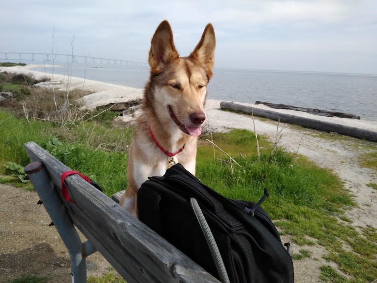 Reba, a Siberian Husky and German Shepherd Dog mix tested with EmbarkVet.com