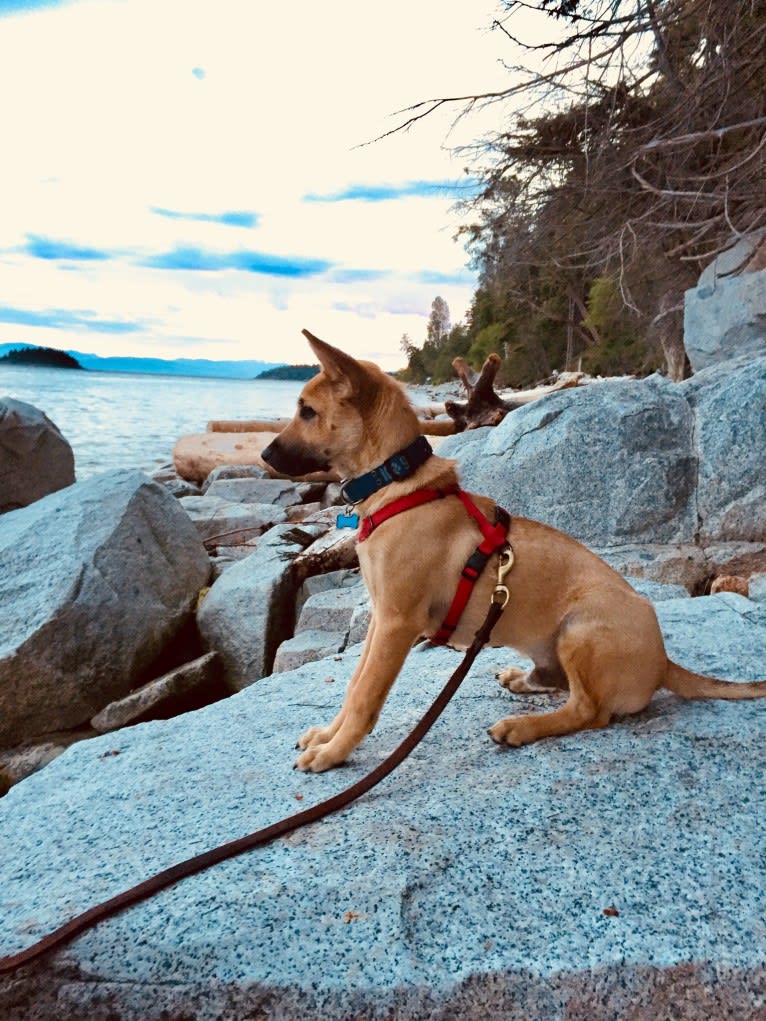 Oliver, a Formosan Mountain Dog tested with EmbarkVet.com