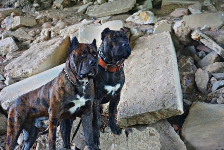 Thoryn, an American Bulldog and Cane Corso mix tested with EmbarkVet.com