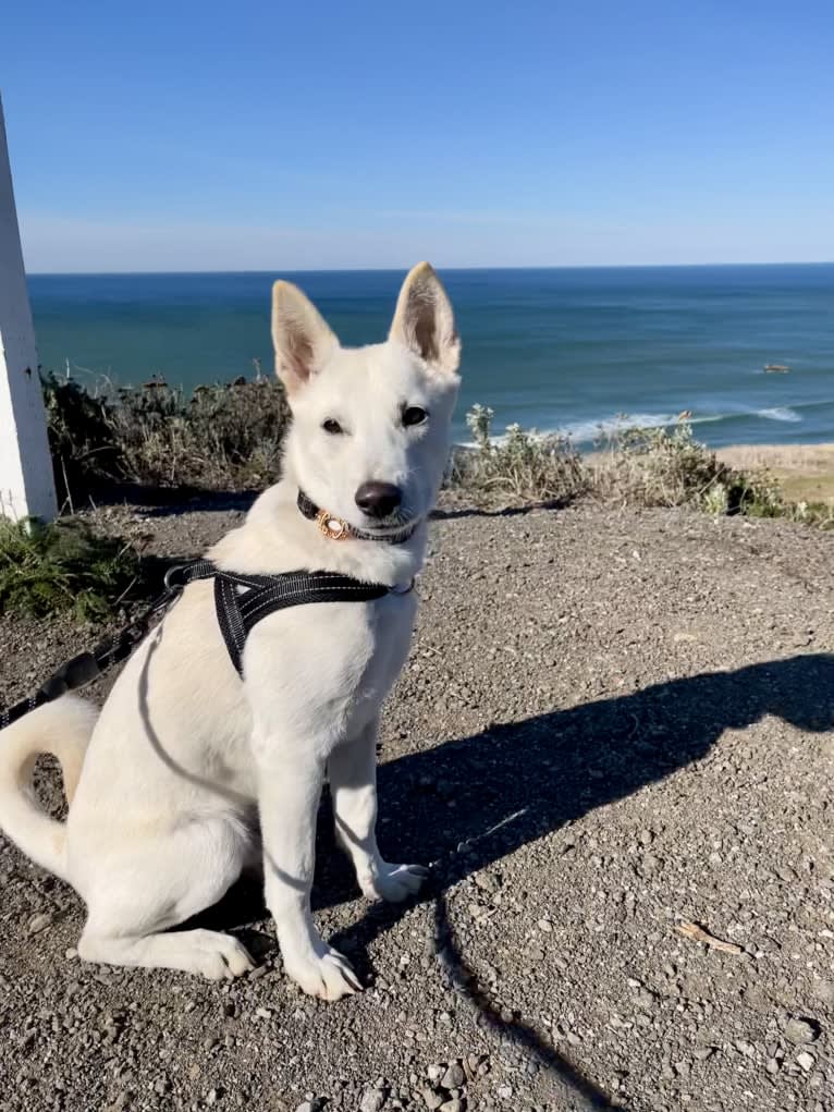 Zeke, a Japanese or Korean Village Dog tested with EmbarkVet.com