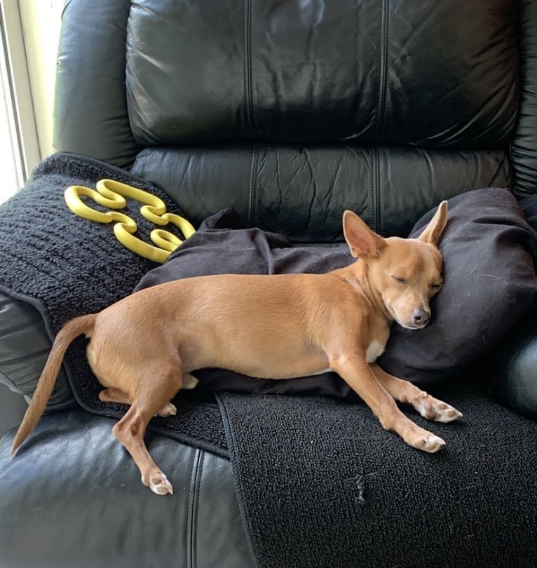 Westin, a Chihuahua and Rat Terrier mix tested with EmbarkVet.com