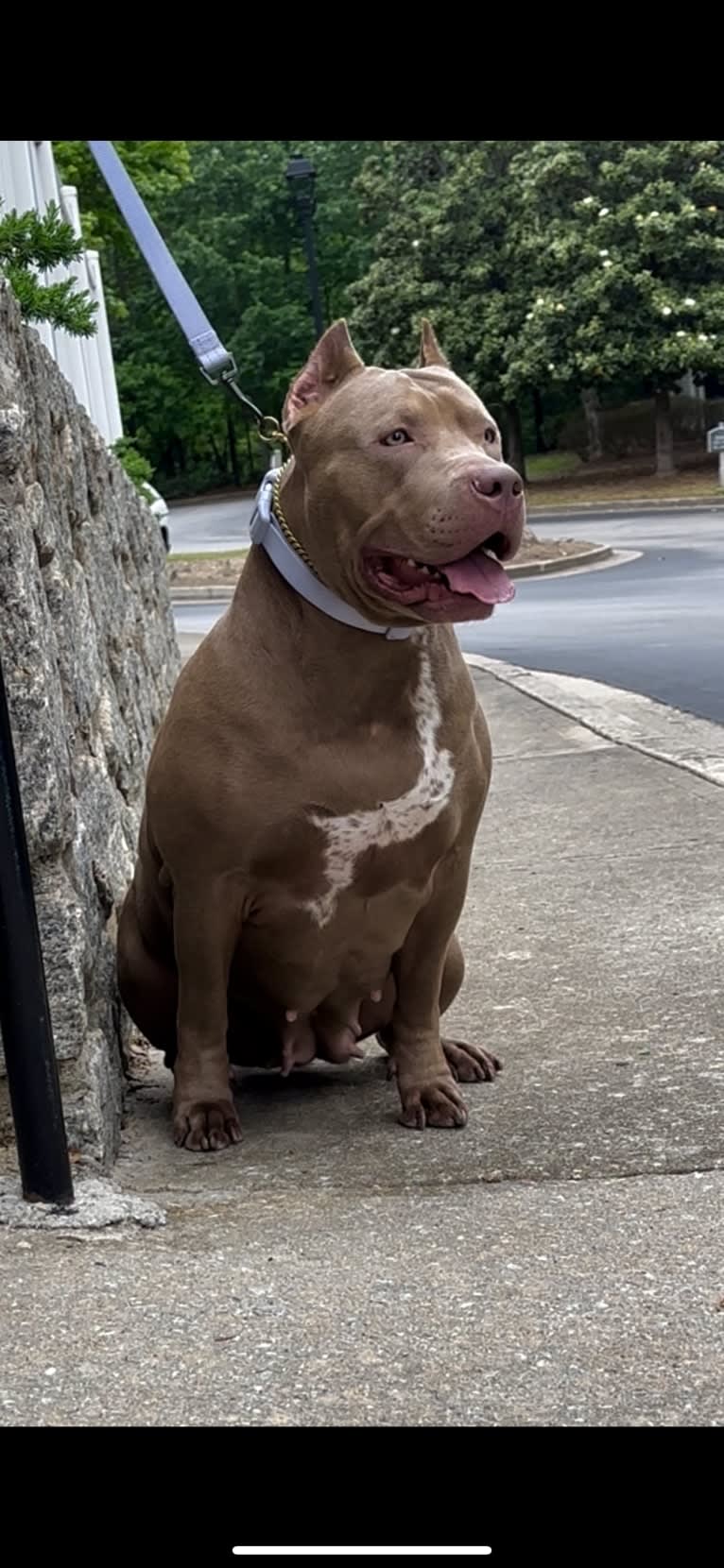 Raya, an American Bully tested with EmbarkVet.com