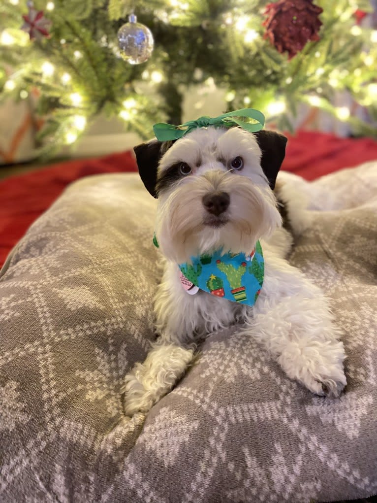 McDorable's Royal Lavender, a Miniature Schnauzer tested with EmbarkVet.com