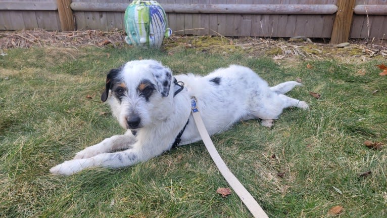 Sylvie Spanky Rong-Robinson, a Rat Terrier and Australian Cattle Dog mix tested with EmbarkVet.com