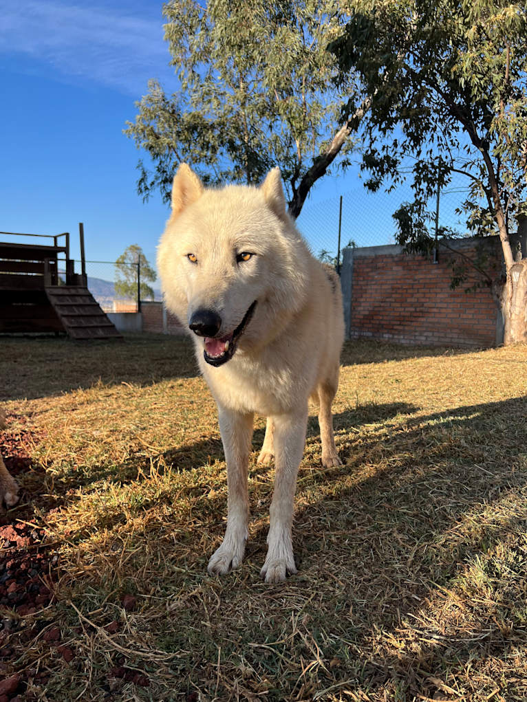 Spirit a dog tested with EmbarkVet.com