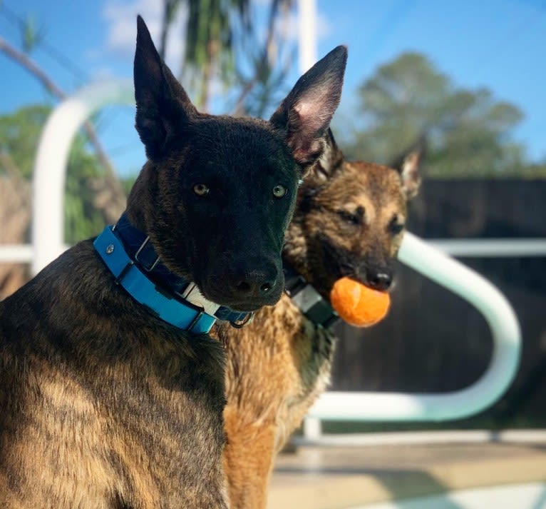 Jarvis, a Dutch Shepherd tested with EmbarkVet.com