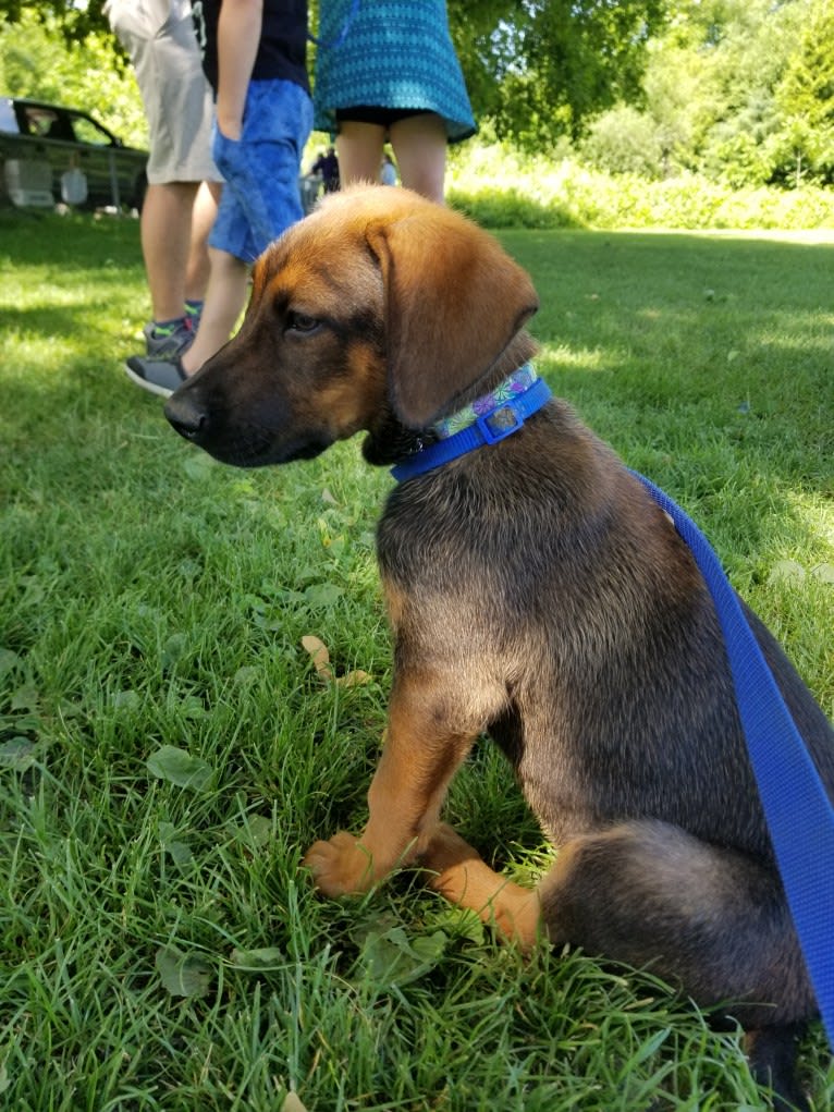 Ophelia Bean, a Doberman Pinscher and Belgian Malinois mix tested with EmbarkVet.com