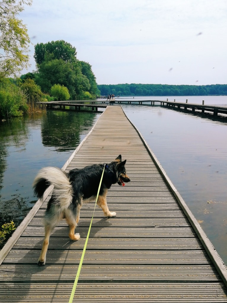 Flóki, an Eastern European Village Dog tested with EmbarkVet.com