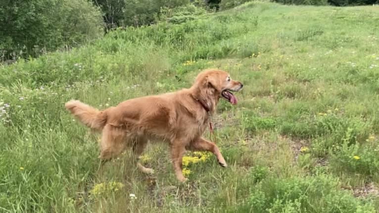 Timber “Gross Manor’s I’ll Be The One You Won’t Forget”, a Golden Retriever tested with EmbarkVet.com