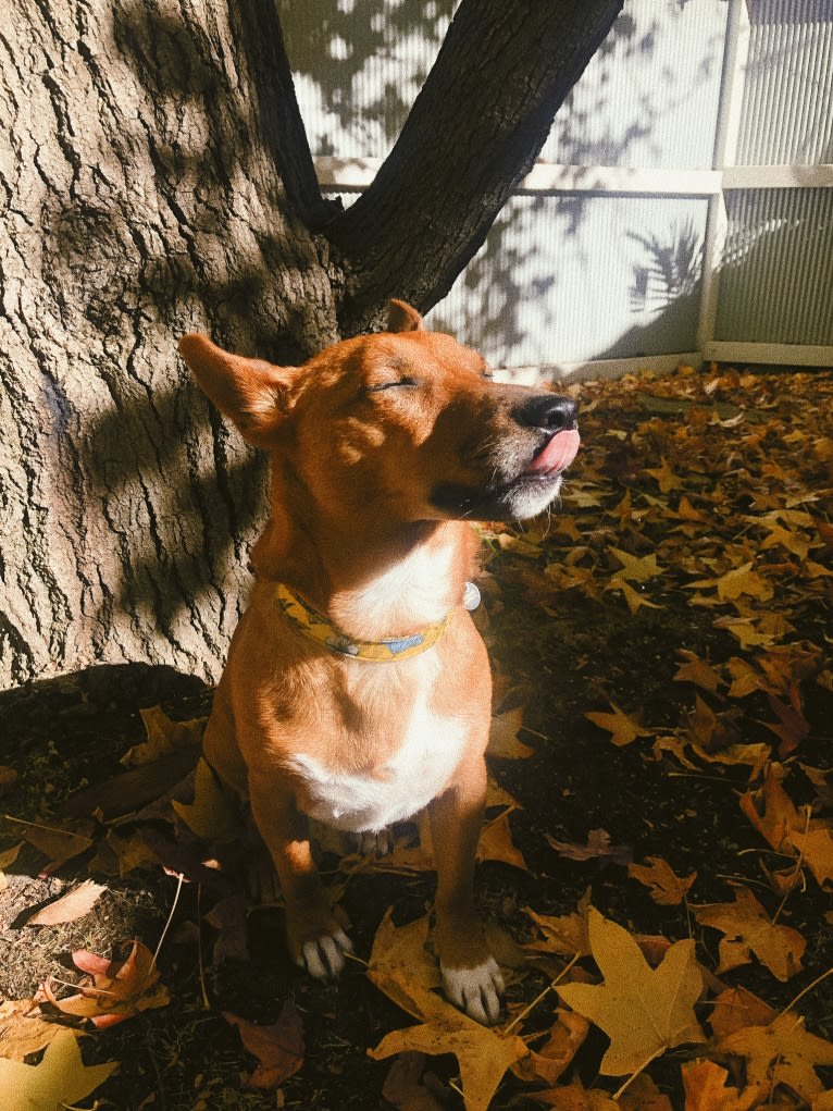 Pepper, a Russell-type Terrier and Australian Cattle Dog mix tested with EmbarkVet.com