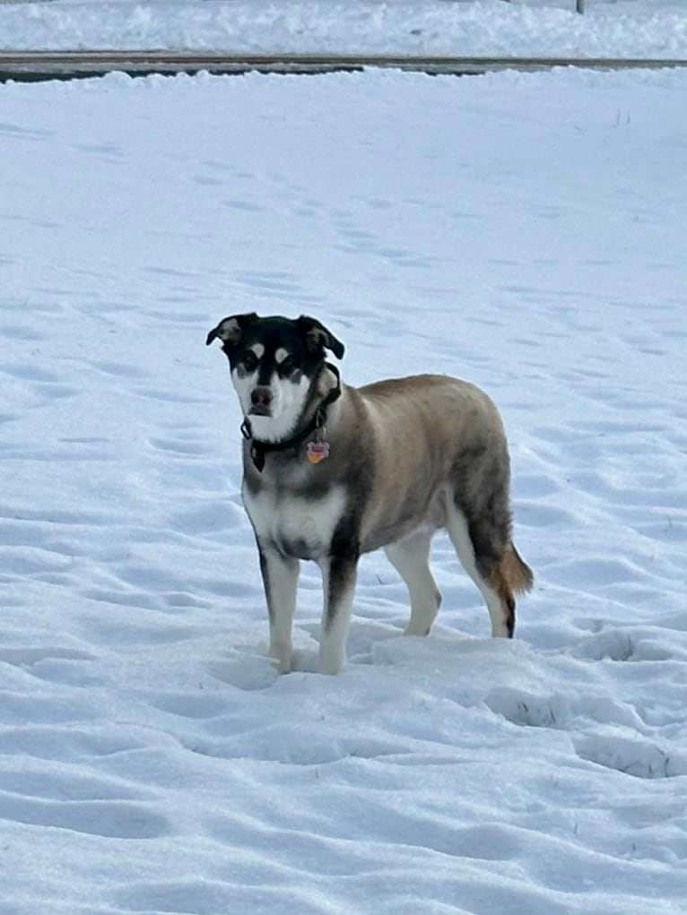 Keira, an Alaskan Malamute and Siberian Husky mix tested with EmbarkVet.com