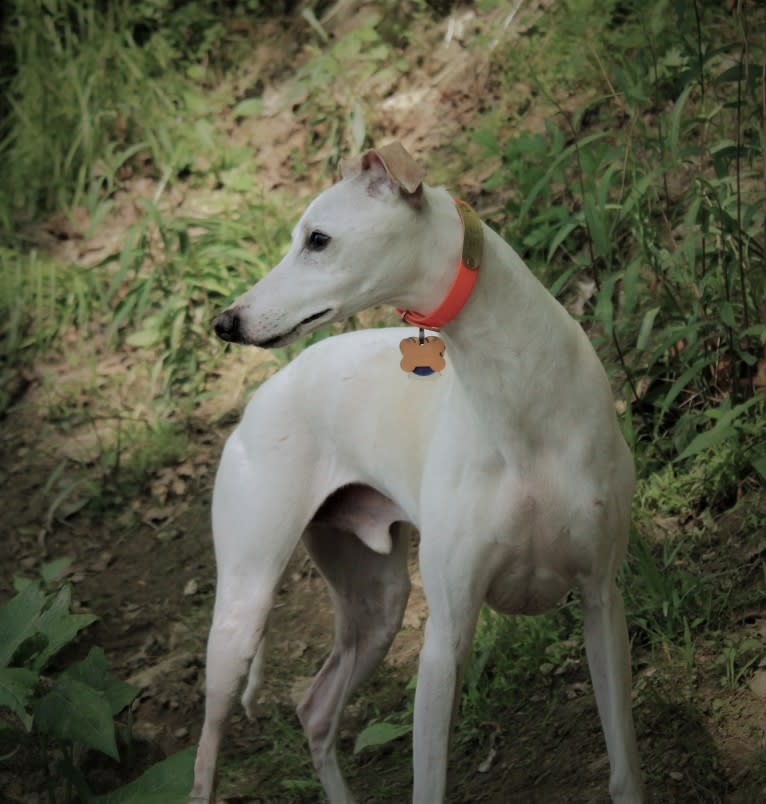 Zoom, a Whippet tested with EmbarkVet.com