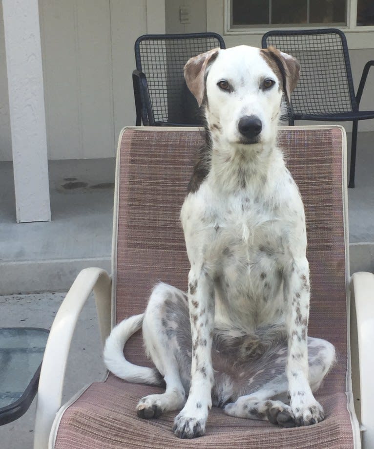 Sherlock, an Australian Cattle Dog and Poodle (Standard) mix tested with EmbarkVet.com