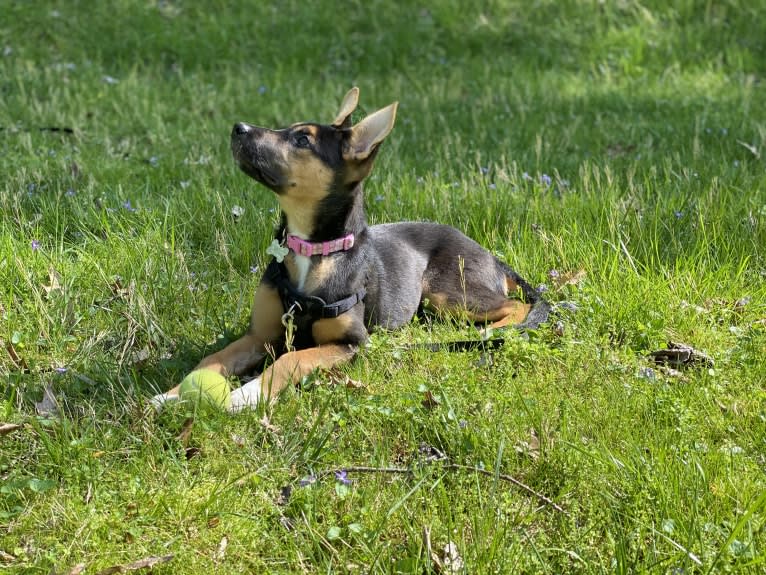 Lola, a German Shepherd Dog and American Pit Bull Terrier mix tested with EmbarkVet.com