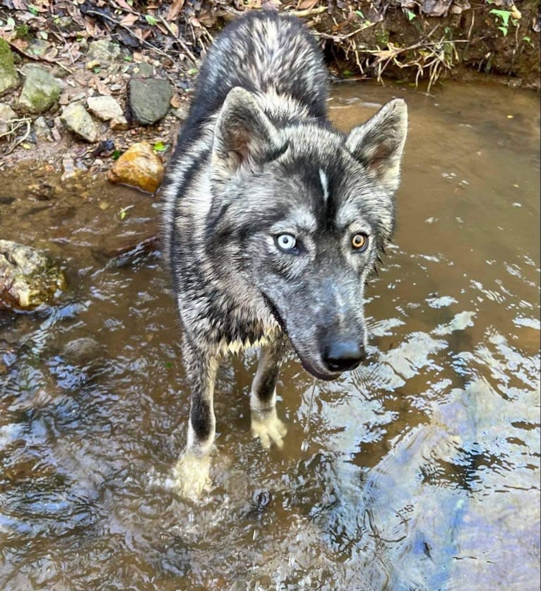 Caldera a dog tested with EmbarkVet.com