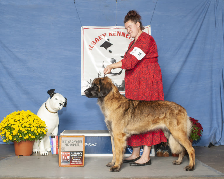 Nike, a Leonberger tested with EmbarkVet.com