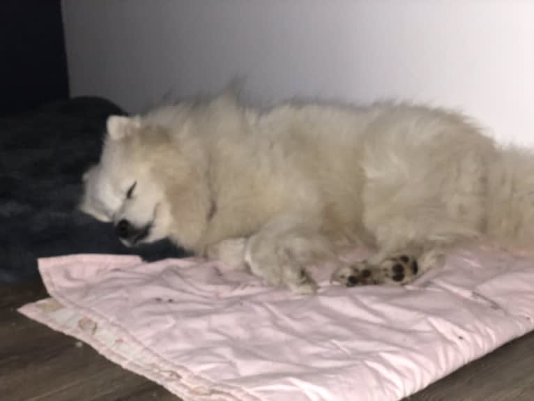 Mikasa, a Samoyed tested with EmbarkVet.com