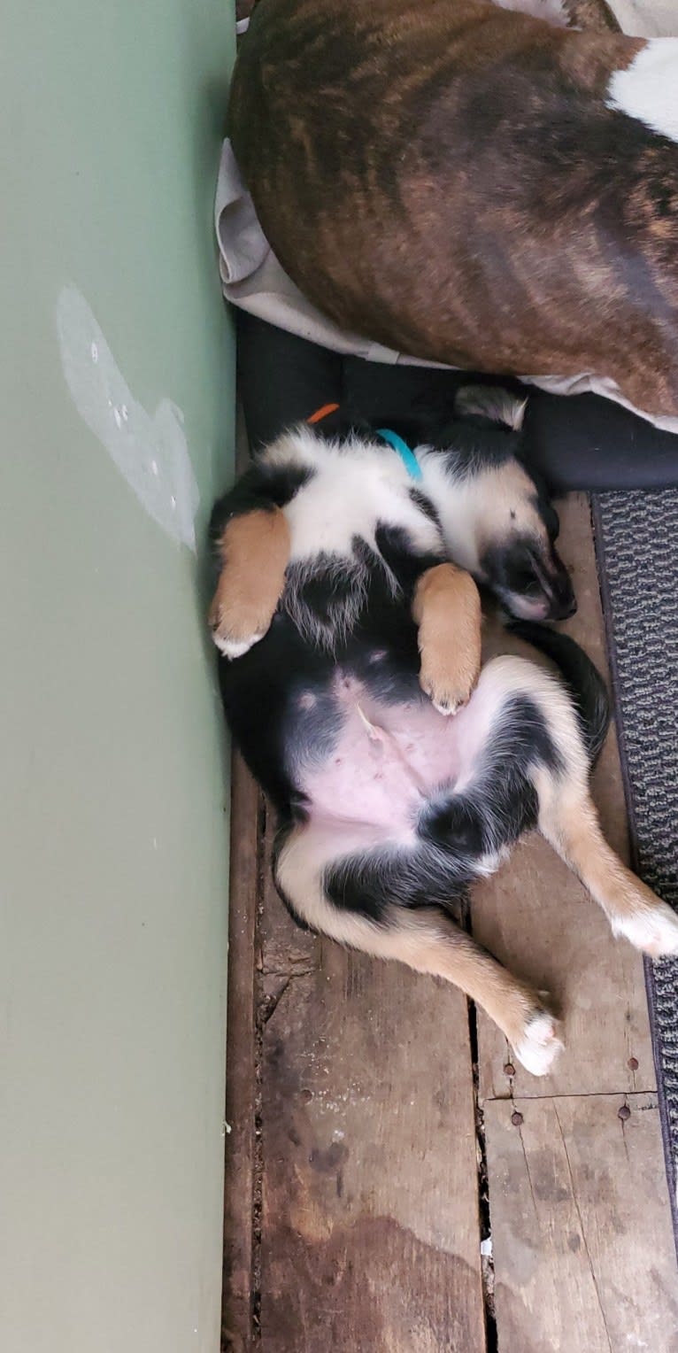 Louyie, a Border Collie and Labrador Retriever mix tested with EmbarkVet.com