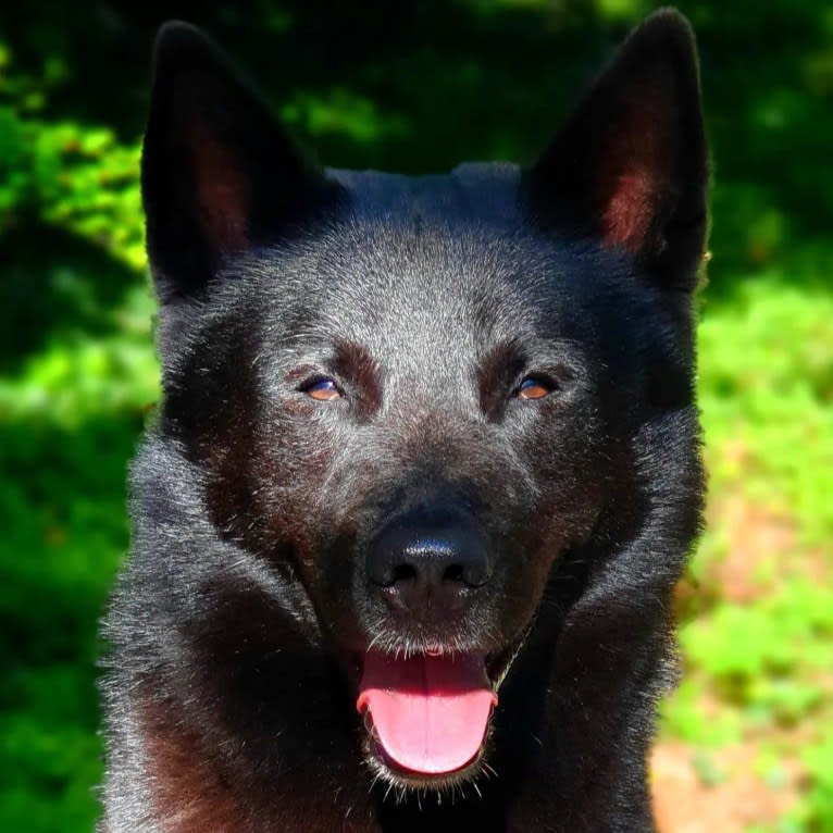 Moshae, a Canaan Dog tested with EmbarkVet.com