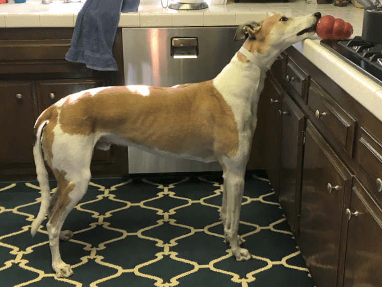 Coe, a Greyhound tested with EmbarkVet.com