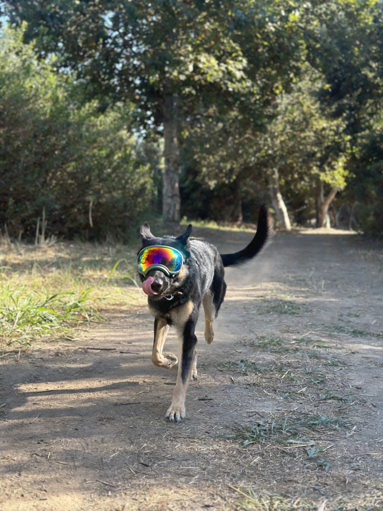 Pyro, a German Shepherd Dog (6.9% unresolved) tested with EmbarkVet.com