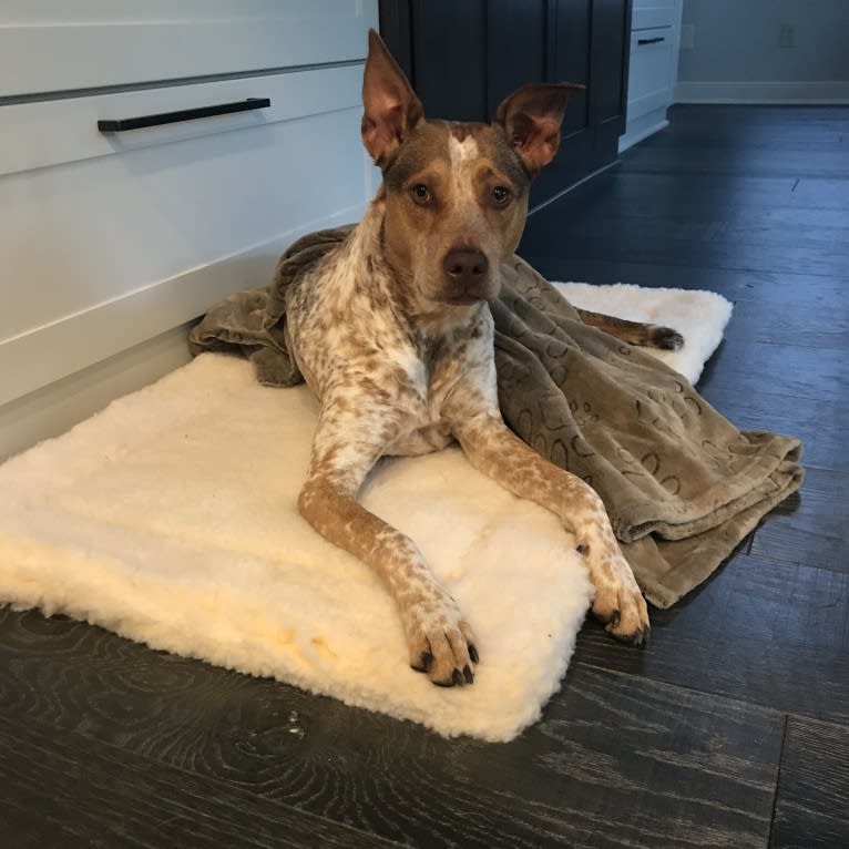 Stella, an Australian Cattle Dog and American Pit Bull Terrier mix tested with EmbarkVet.com