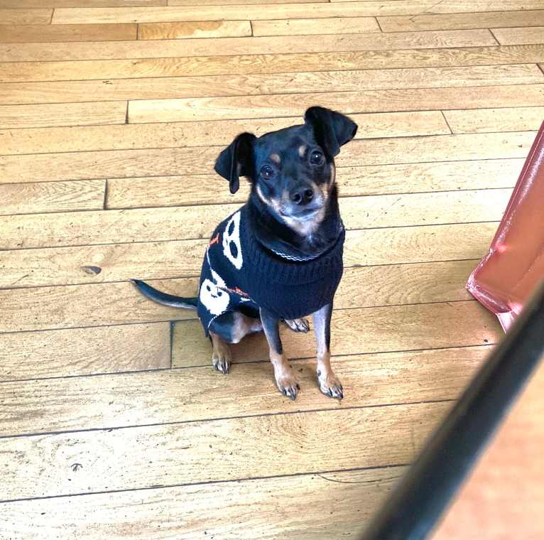 Sir Ridley, a Chihuahua and Rat Terrier mix tested with EmbarkVet.com