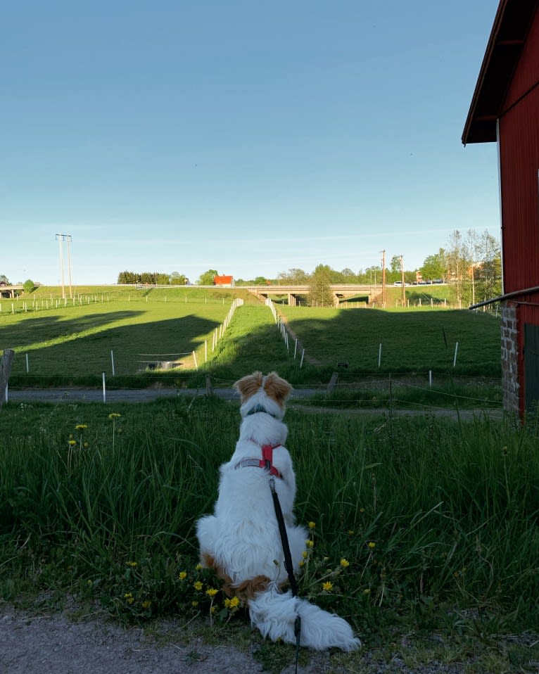 Hjalmar, a Border Collie and Russell-type Terrier mix tested with EmbarkVet.com