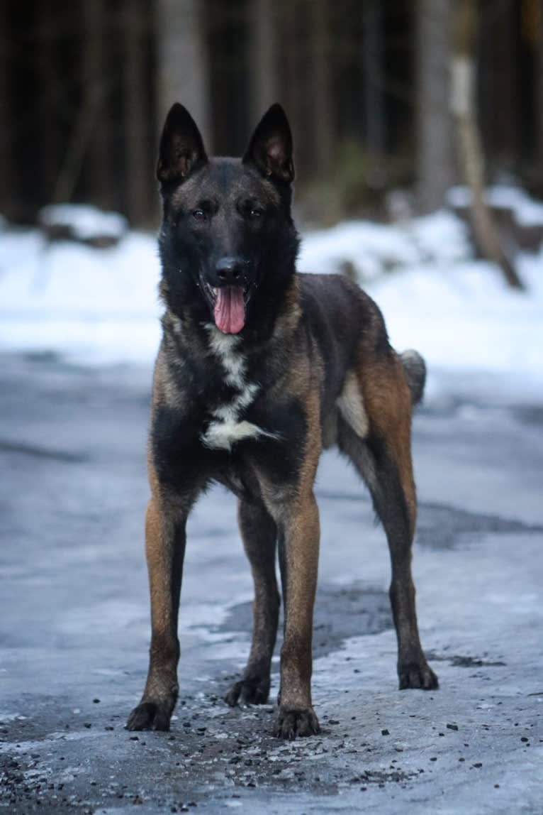 Force, a Belgian Shepherd tested with EmbarkVet.com