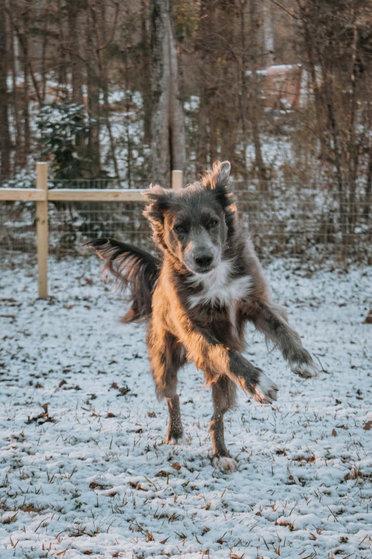 "Camber Tilt for Speed" aka Cam, an American Pit Bull Terrier and Pembroke Welsh Corgi mix tested with EmbarkVet.com