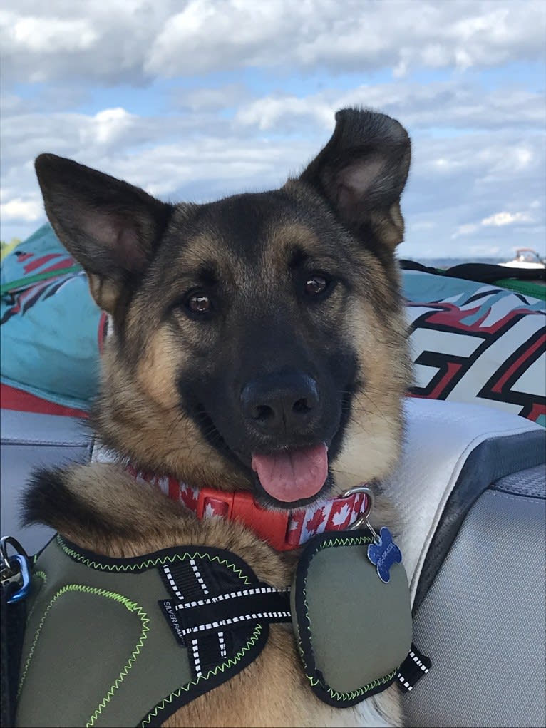 Percy, a Norwegian Elkhound and Australian Cattle Dog mix tested with EmbarkVet.com