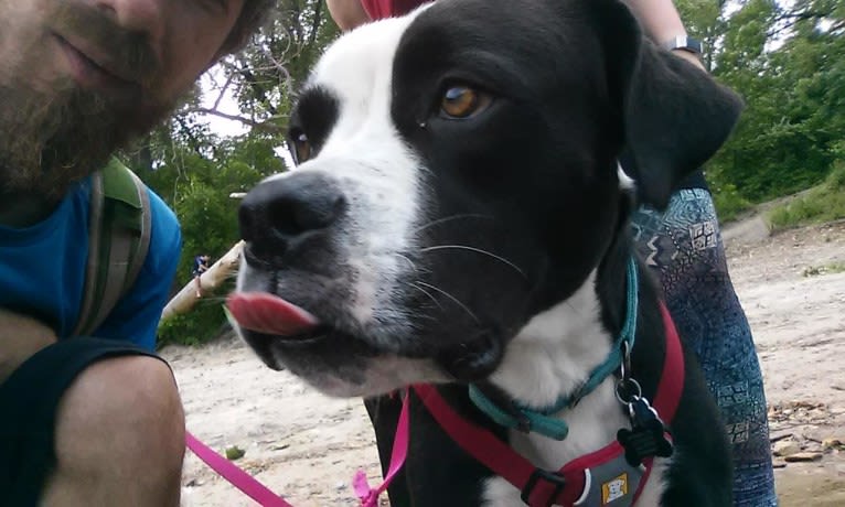 Frankie, an American Bulldog and American Pit Bull Terrier mix tested with EmbarkVet.com