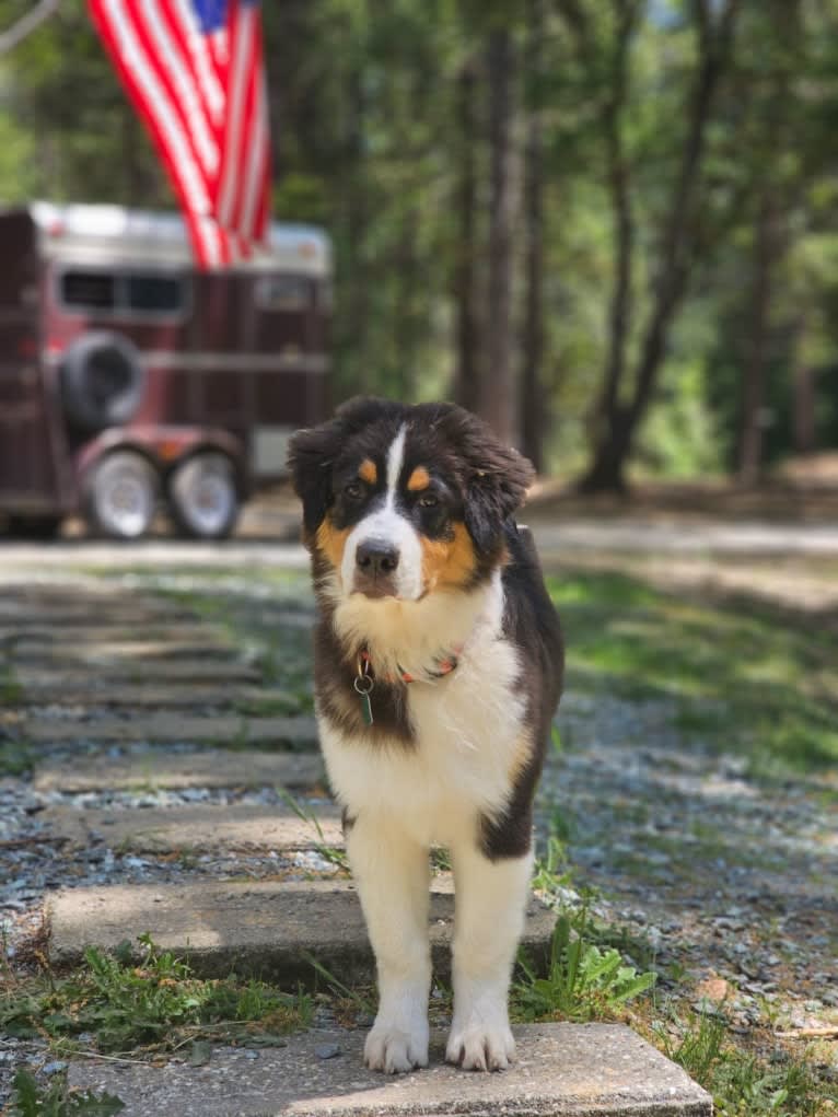 Whiskey, an Australian Shepherd tested with EmbarkVet.com