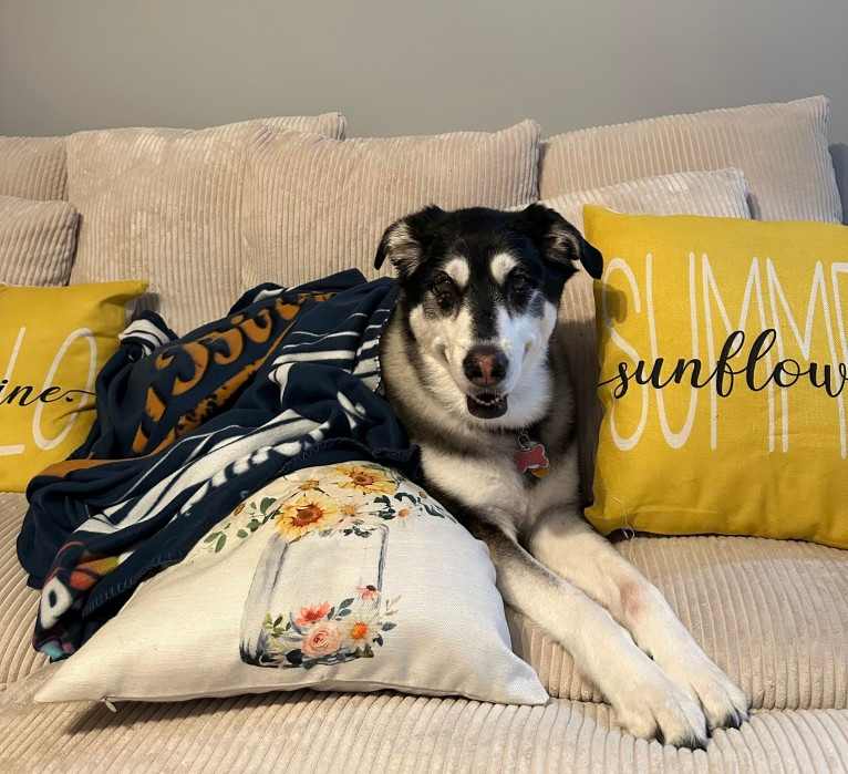 Keira, an Alaskan Malamute and Siberian Husky mix tested with EmbarkVet.com