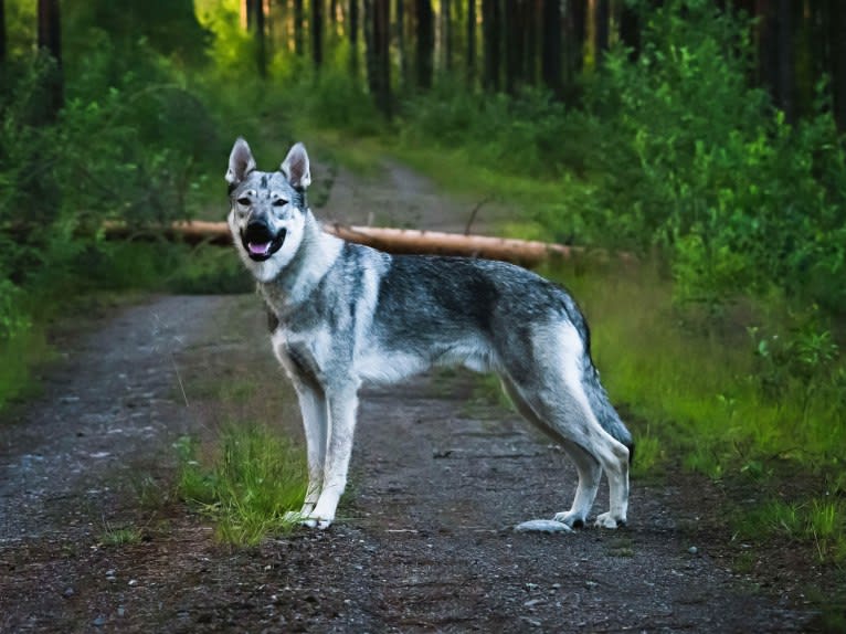 Olav, a Czechoslovakian Vlcak and German Shepherd Dog mix tested with EmbarkVet.com