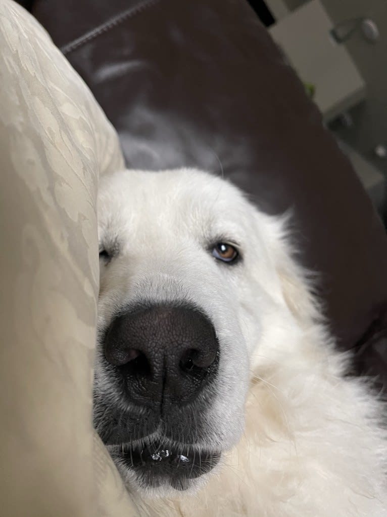 Looney “Chik’in Mini Bandit” Bear, a Great Pyrenees tested with EmbarkVet.com