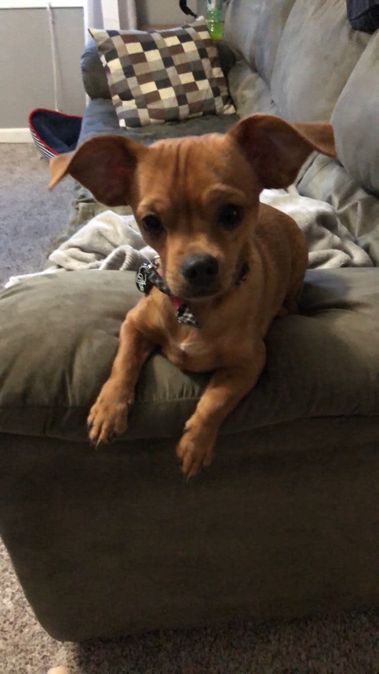 Oso, a Chihuahua and Dachshund mix tested with EmbarkVet.com