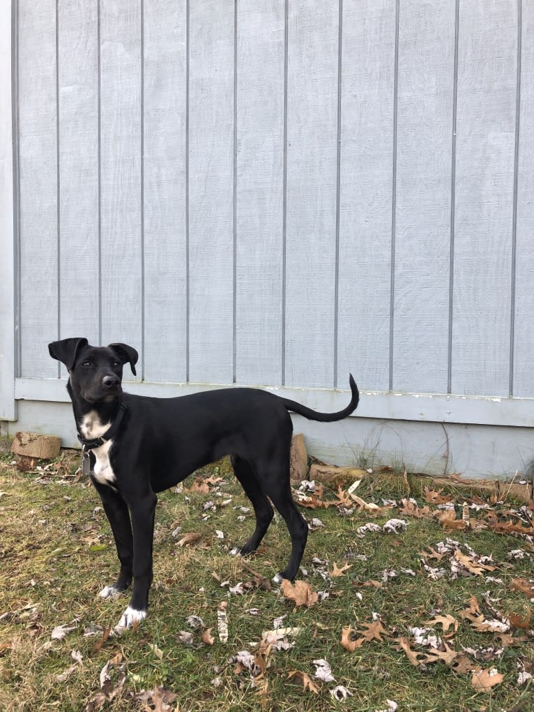 Ollie, an American Pit Bull Terrier and Siberian Husky mix tested with EmbarkVet.com