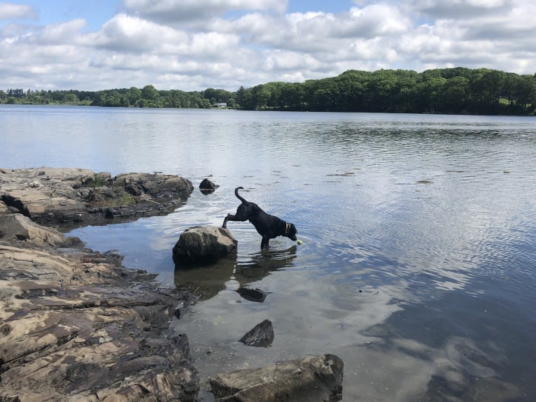 Jedi, an Australian Cattle Dog and Weimaraner mix tested with EmbarkVet.com