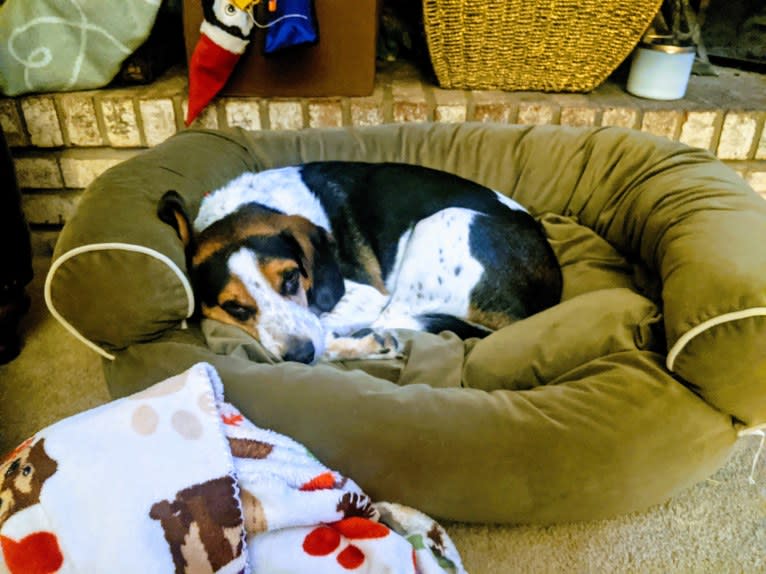 Otis, a Beagle tested with EmbarkVet.com