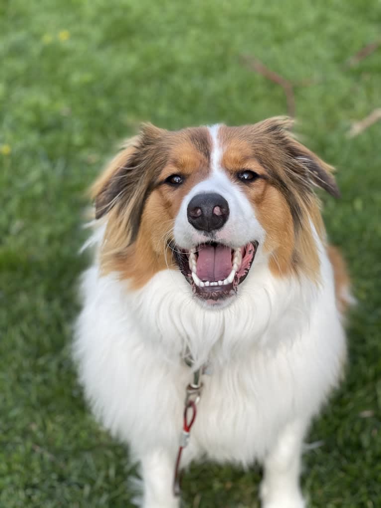 Milo, an English Shepherd tested with EmbarkVet.com