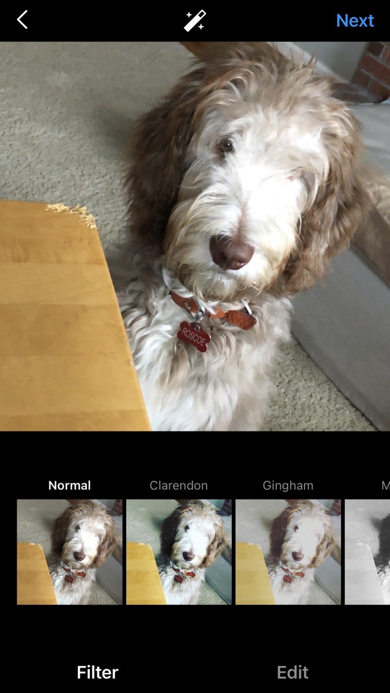 Roscoe, a Poodle (Standard) and Golden Retriever mix tested with EmbarkVet.com