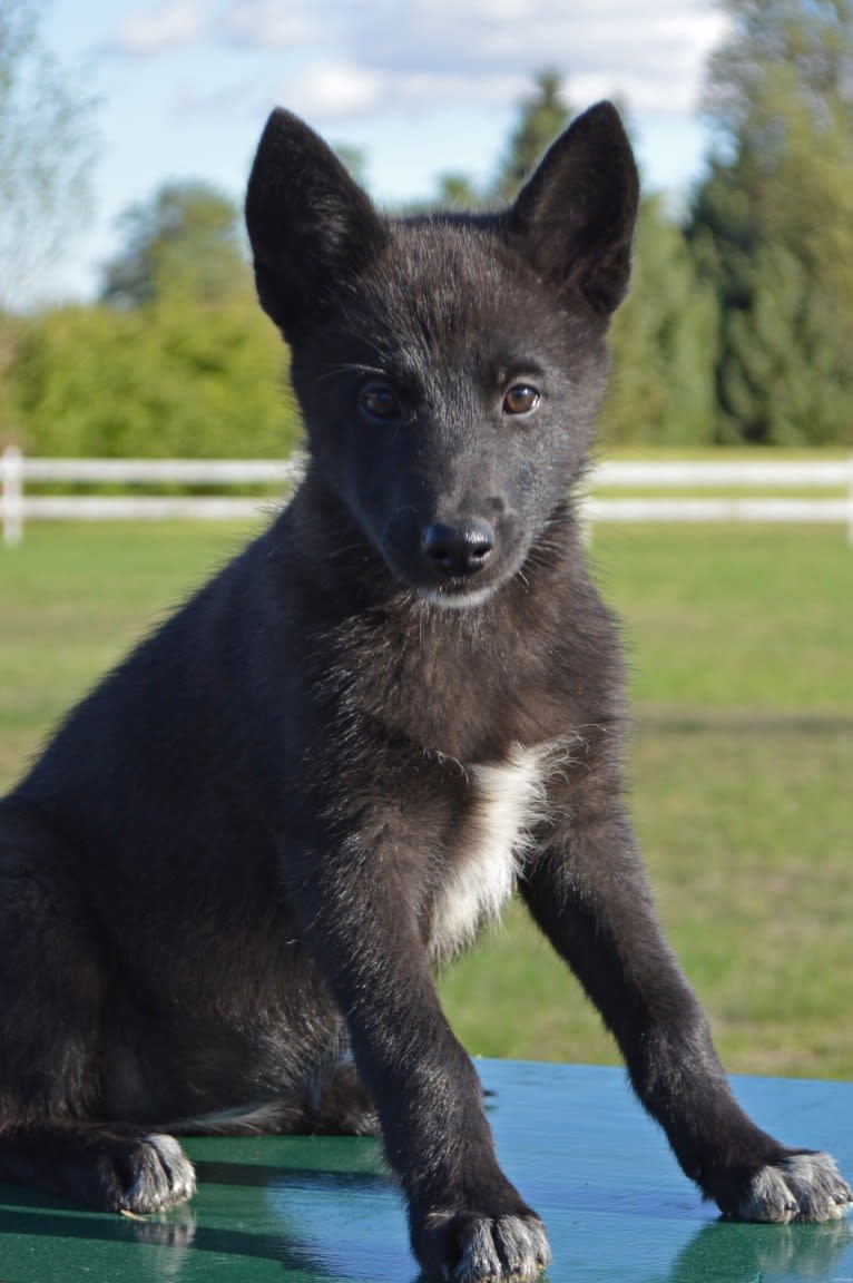 Zena, a Siberian Husky and German Shepherd Dog mix tested with EmbarkVet.com