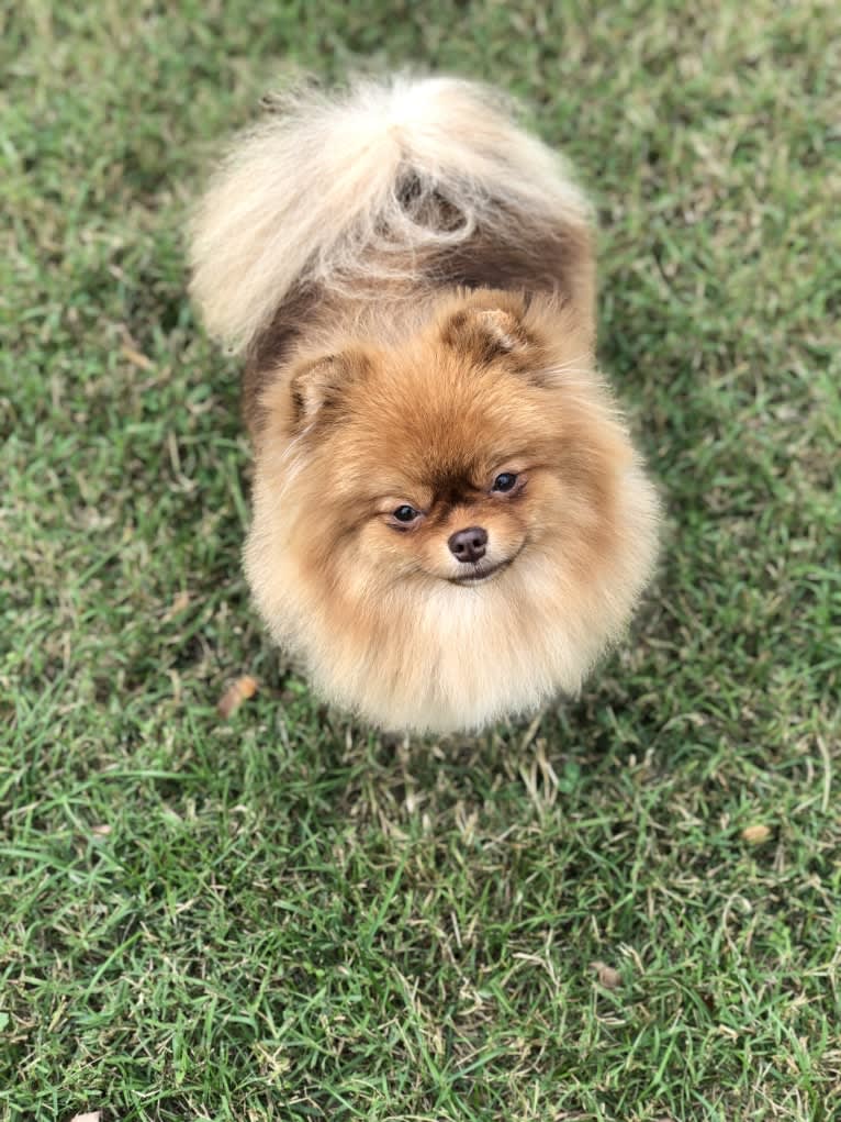 Cardi B, a Pomeranian tested with EmbarkVet.com