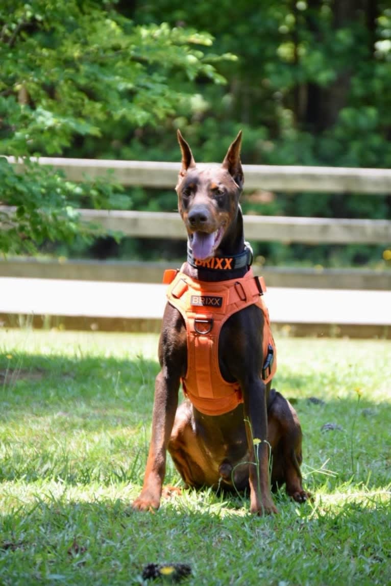 Tanner’s Forged in Fire “Brixx”, a Doberman Pinscher tested with EmbarkVet.com